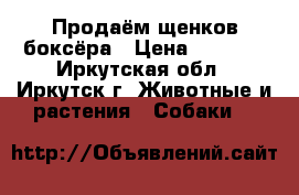 Продаём щенков боксёра › Цена ­ 3 000 - Иркутская обл., Иркутск г. Животные и растения » Собаки   